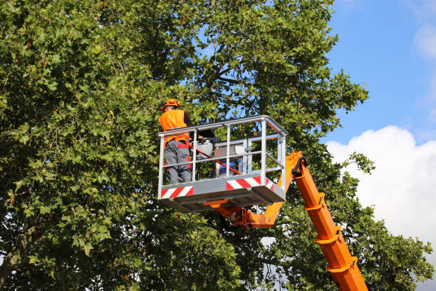 Best Seasonal Cleanup (Spring/Fall)  in Glasco, NY
