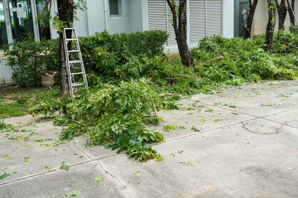 Best Fruit Tree Pruning  in Glasco, NY